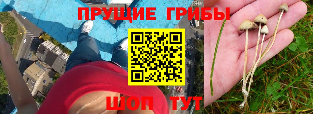Псилоцибиновые грибы мицелий Братск